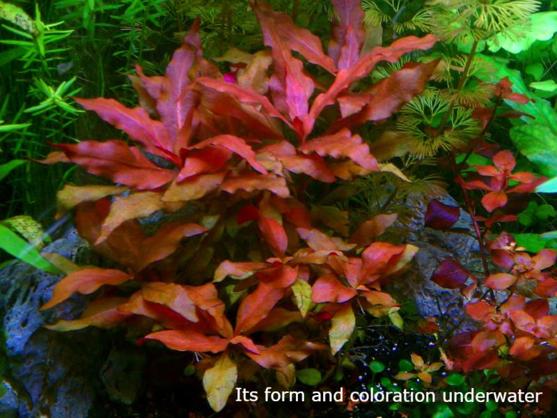 Alternanthera Reineckii, Telanthera Cardinalis,  Freshwater Live Aquarium Plants