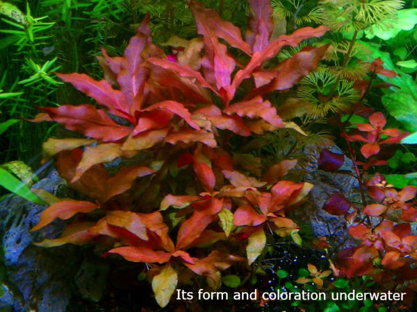 Alternanthera Reineckii, Telanthera Cardinalis,  Freshwater Live Aquarium Plants