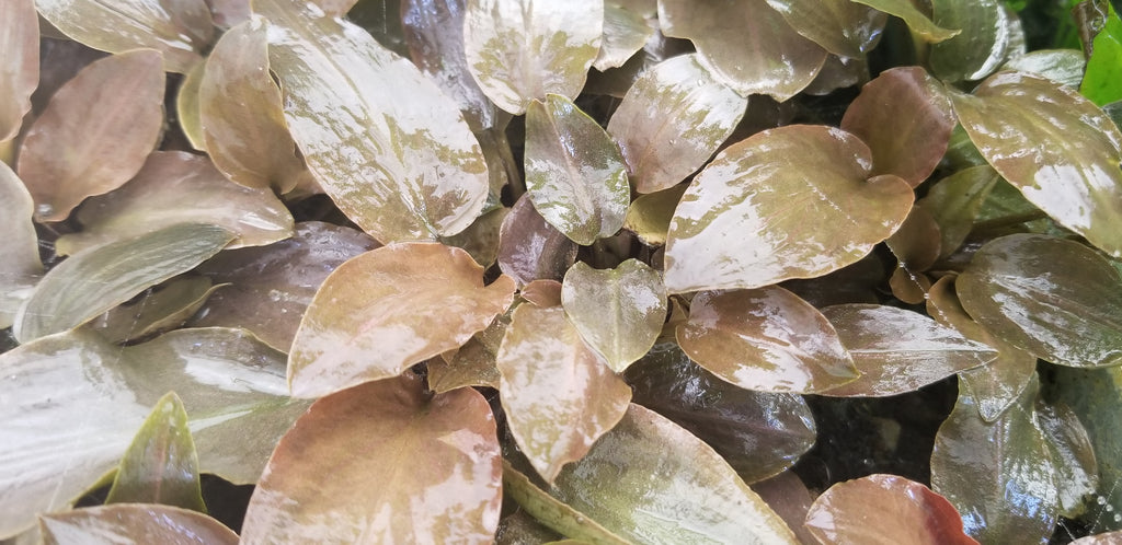 Lagenandra Meeboldii Red, Live Aquarium Plants
