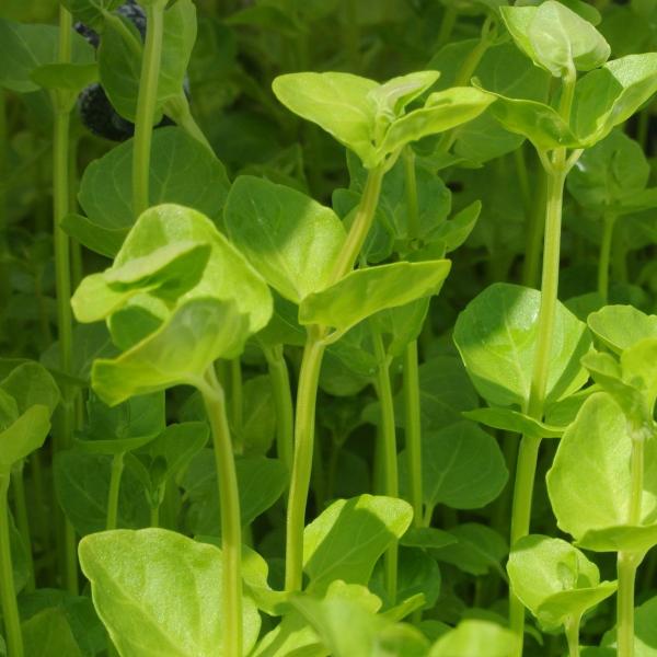 Clinopodium cf Brownei, Live Aquarium Plants