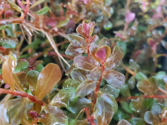 Rotala H'ra, Live Aquarium Plants