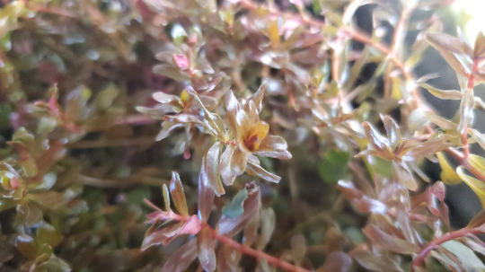 Rotala H'ra, Live Aquarium Plants