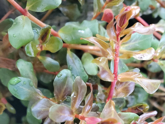 Rotala H'ra, Live Aquarium Plants