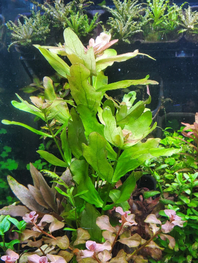 Shinnersia Rivularis, Mexican Oakleaf, Live Aquarium Plants
