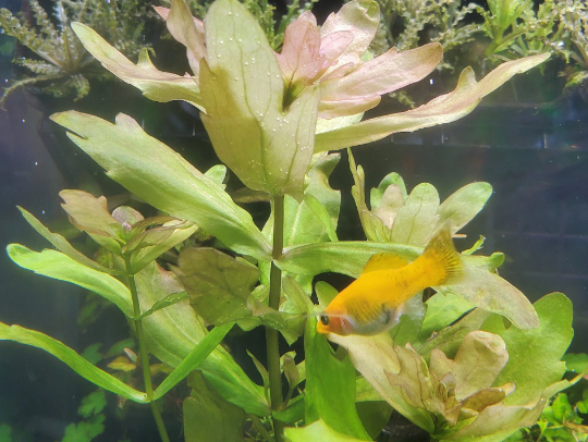 Shinnersia Rivularis, Mexican Oakleaf, Live Aquarium Plants