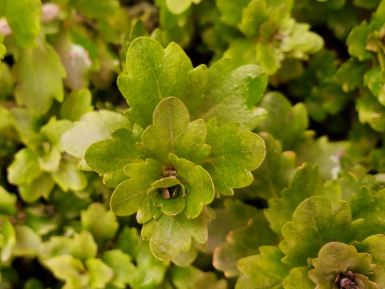 Shinnersia Rivularis, Mexican Oakleaf, Live Aquarium Plants