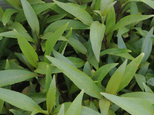4 Kinds (Rotala Sp Green, Alternanthera Reineckii Mini, Hygrophila Siamensis, Lobelia Cardinalis) Bundle, Freshwater Live Aquarium Plants + EXTRA