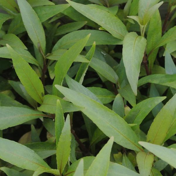 Hygrophila Corymbosa Siamensis, Live Aquarium Plants