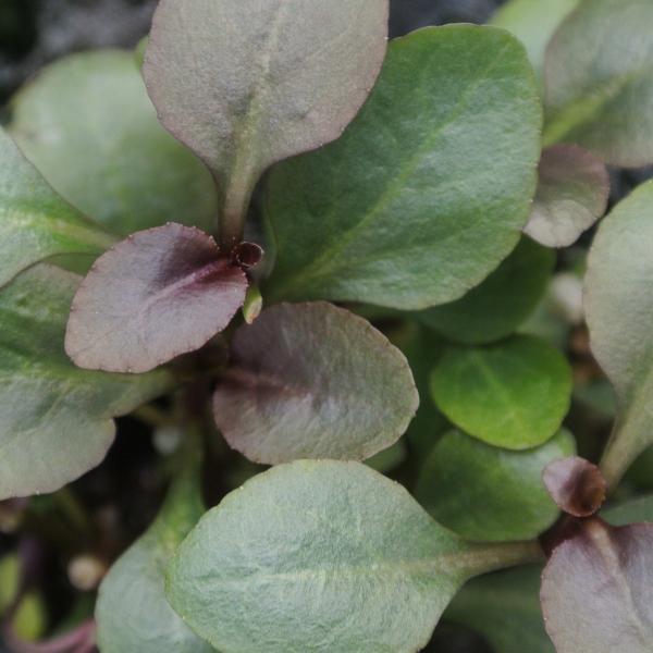 Lobelia Cardinalis, Small Form, live aquarium plants