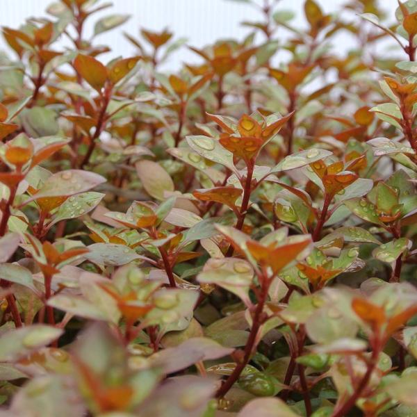 Ludwigia sp Red,  Live Aquarium Plants