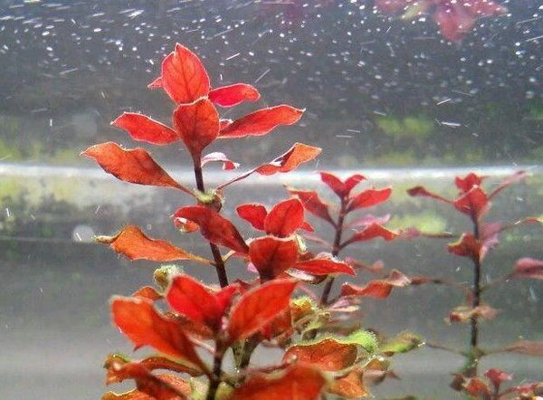 Ludwigia sp Red,  Live Aquarium Plants