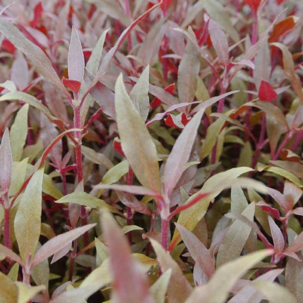 Alternanthera Reineckii, Telanthera Cardinalis,  Freshwater Live Aquarium Plants