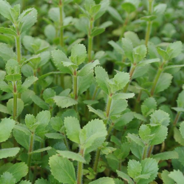 Hygrophila Difformis Westeria, Live Aquarium Plants