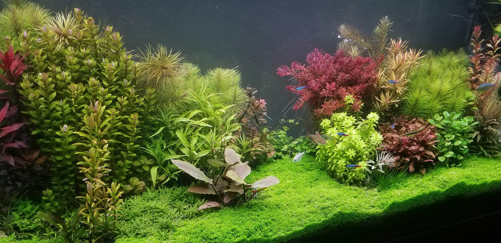 The Making of Pearlingplants' Planted Tank