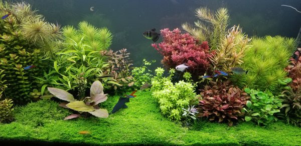 Fully Submerged Aquarium Plants, Freshwater Live Aquarium Plants