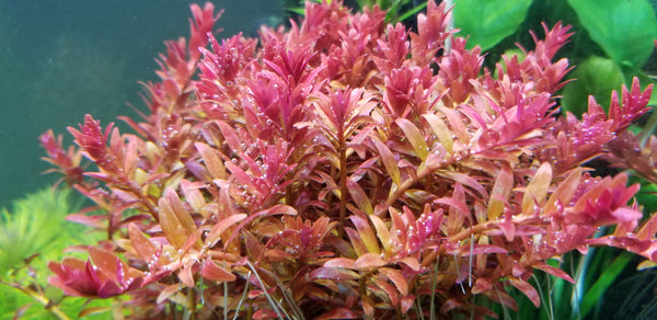 Fully Submerged Aquarium Plants, Freshwater Live Aquarium Plants