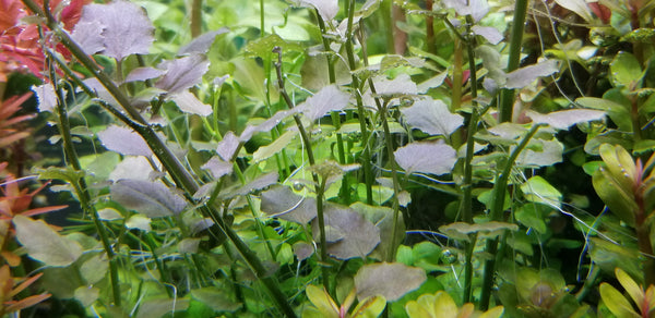 PearlingPlants, Fully Submerged Aquarium Plants