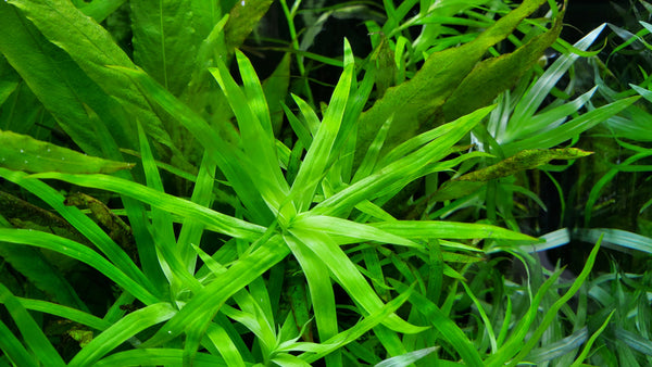 Fully Submerged Aquarium Plants, Freshwater Live Aquarium Plants