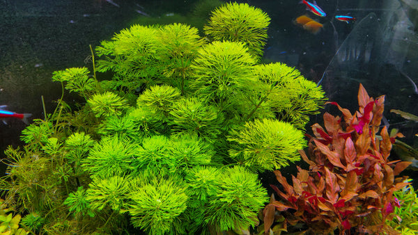 Fully Submerged Aquarium Plants, Freshwater Live Aquarium Plants