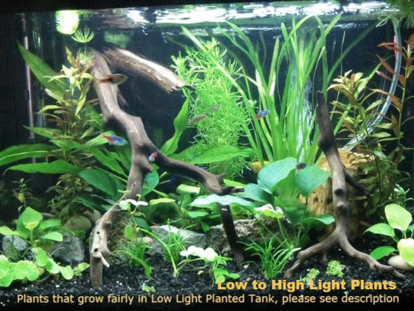 Beginners Bundle, Low to High Light, 10 kinds, see Description for details, Freshwater Aquarium Plants