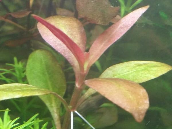 Alternanthera Reineckii Ocipus (Rare) Freshwater Live Aquarium Plants + EXTRA