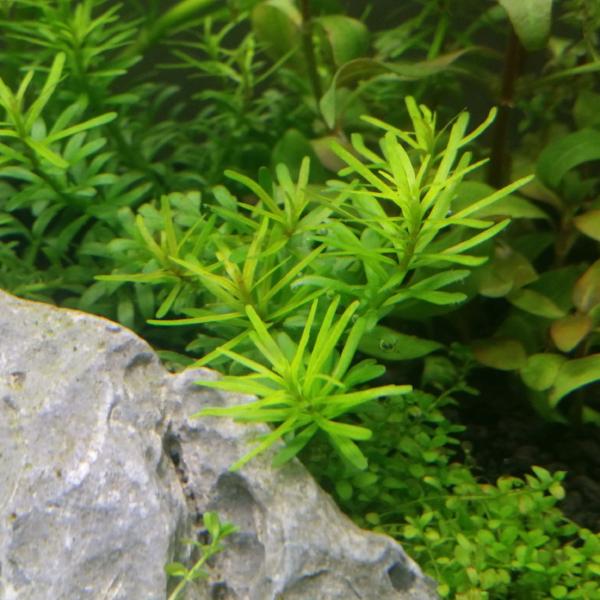 Rotala Nanjeshan, Live Aquarium Plants