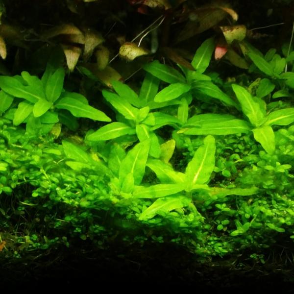 Staurogyne Repens, live aquarium plants