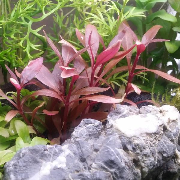 PearlingPlants ELITE COLLECTION, Live Aquarium Plants