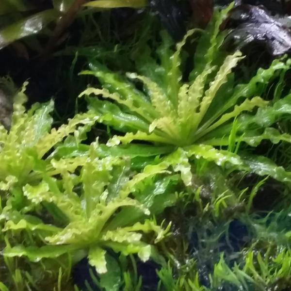 PearlingPlants ELITE COLLECTION, Live Aquarium Plants