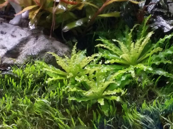 Pogostemon Helferi Downoi, Live Aquarium Plants