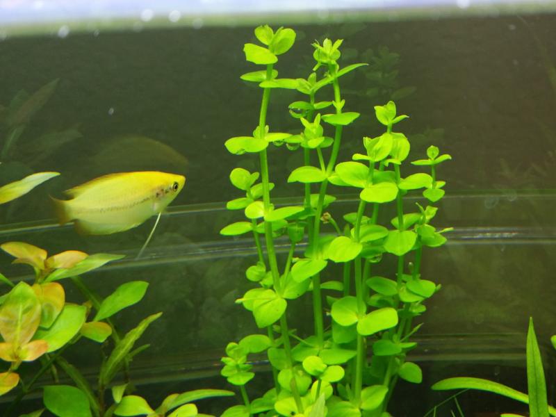 Lindernia rotundifolia