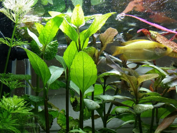 Acmella Repens, Live Aquarium Plants