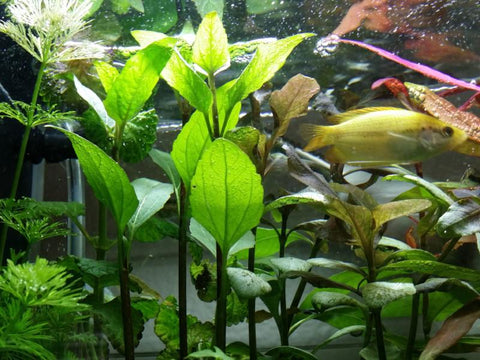 Acmella Repens, Live Aquarium Plants