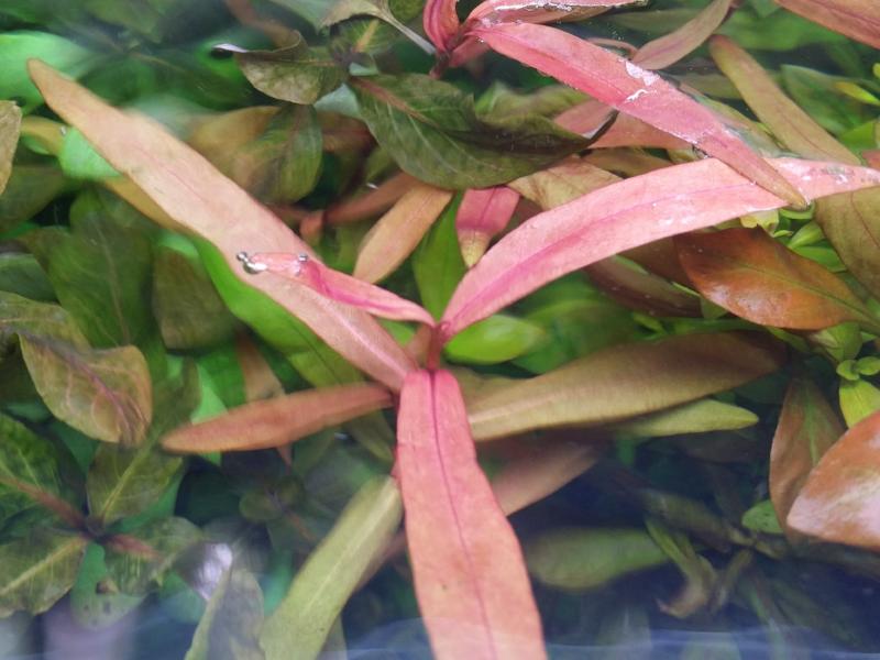 Persicaria sp 'Kawagoeanum, Live Aquarium Plants
