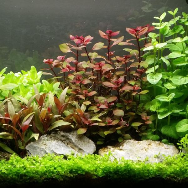 Dark Red Ludwigia - Aquatic Arts