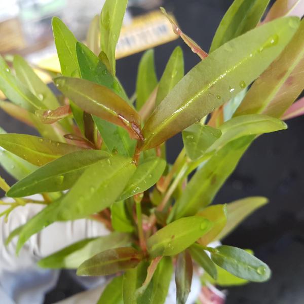 Persicaria sp 'Kawagoeanum, Live Aquarium Plants