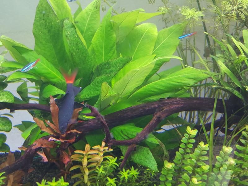 Hygrophila Corymbosa Compacta, Live Aquarium Plants – PearlingPlants