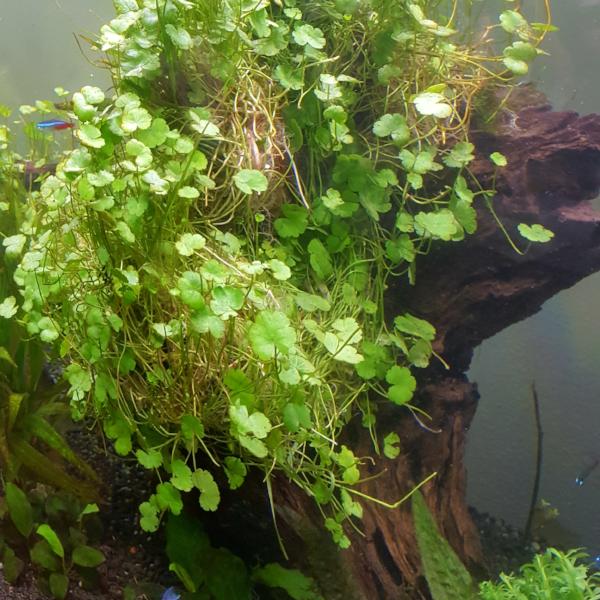 Hydrocotyle, Dwarf Pennywort, Live Aquarium Plants
