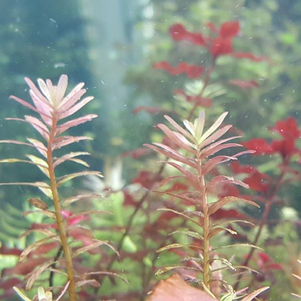 Rotala Colorata, Live Aquarium Plants
