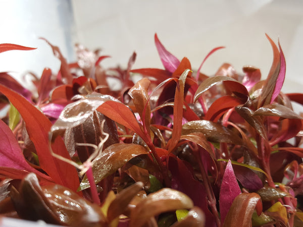 Fully Red Plants with Roots,  4 Species, Live Aquarium Plants + EXTRA