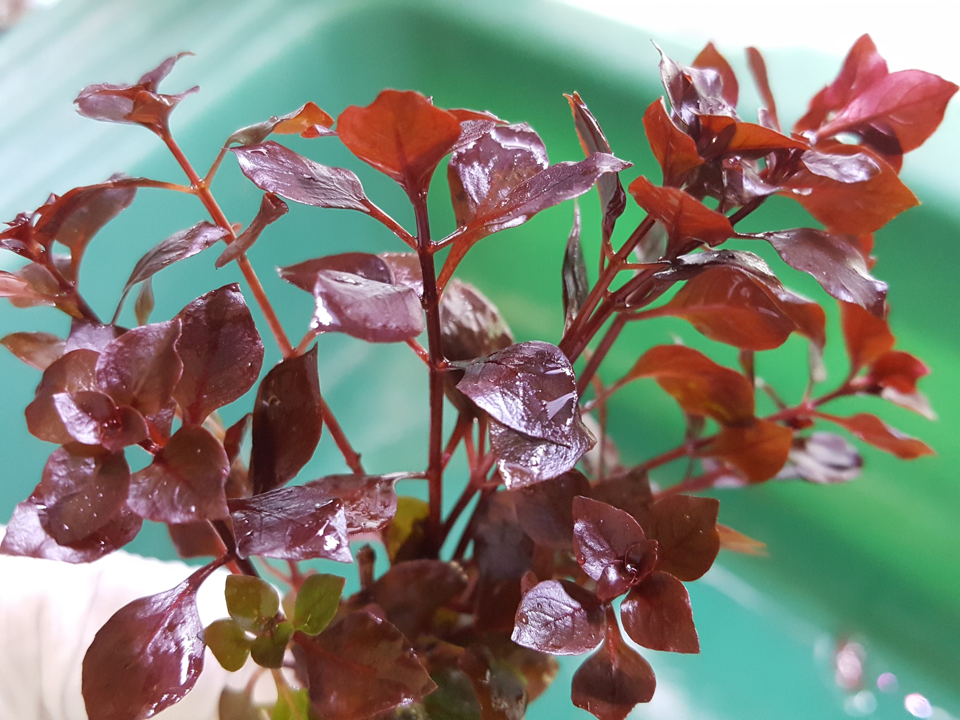 Ludwigia sp Red, Live Aquarium Plants, image size:3264x2448