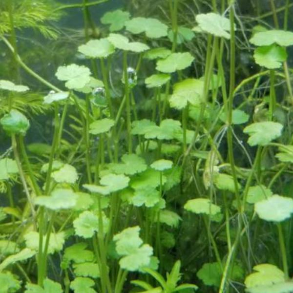 Hydrocotyle, Dwarf Pennywort, Live Aquarium Plants