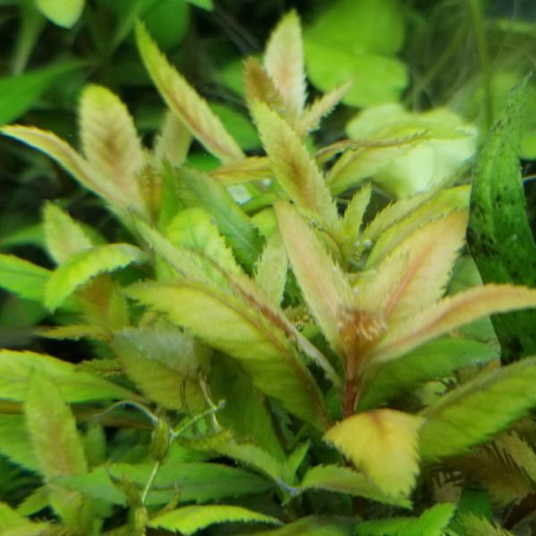 Proserpinaca Palustris, Live Aquarium Plants