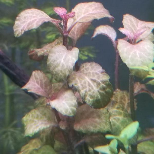 Hyptis Lorentziana Rare, Live Aquarium Plants