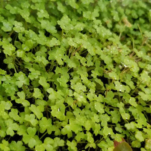 Hydrocotyle Tripartita Mini, Rare, Dwarf Pennywort, Live Aquarium Plants