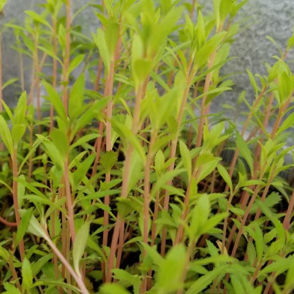 Proserpinaca Palustris, Live Aquarium Plants