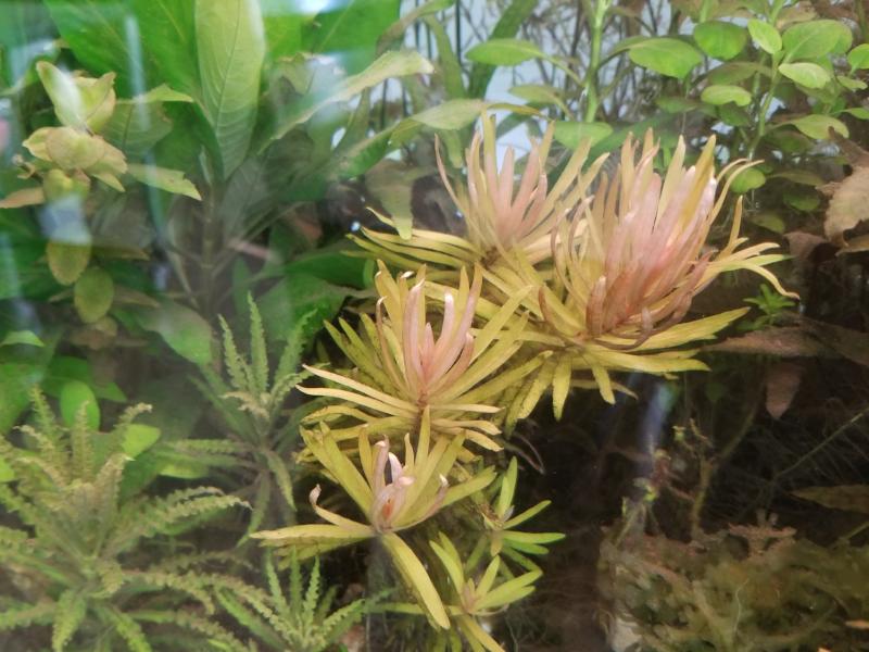 Nesaea Pedicellata, Golden, Live Aquarium Plants