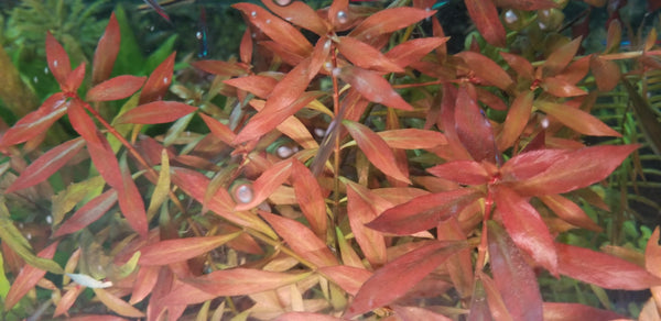 Ludwigia Repens x Arcuata, Live Aquarium Plants