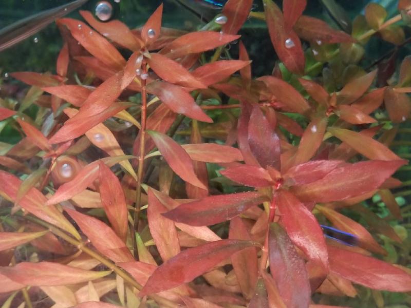 Ludwigia Repens Arcuata, Live Aquarium Plants