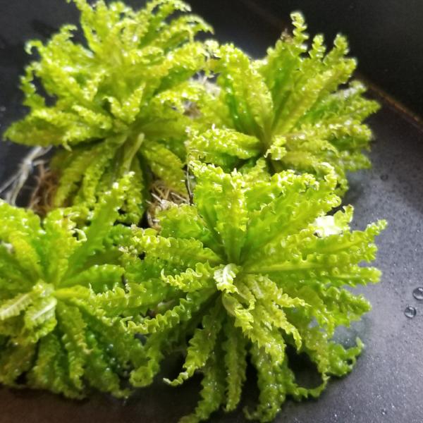 Pogostemon Helferi Downoi Rooted Plant/Crown, live aquarium plants